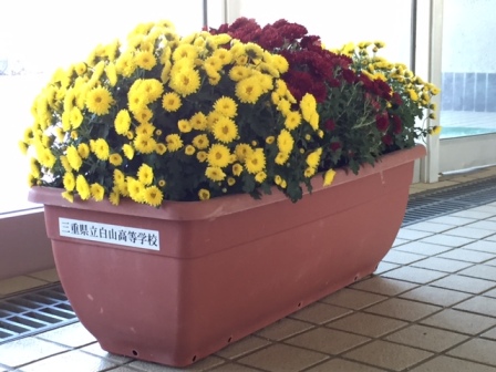 菊の花