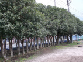 防風林