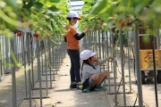 ハウスの中でいちご狩り