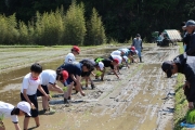 田植えの説明