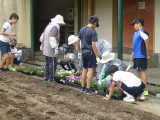 花壇に苗植え