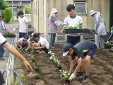 花壇に苗植え