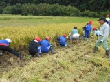 稲刈り