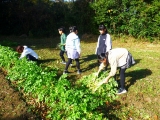 大根の間引き