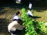 大根の間引き