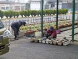 花の苗植えの様子