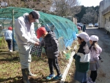 ジャガイモの植え付けの様子