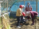 ジャガイモの植え付けの様子