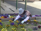 花壇の雑草とり