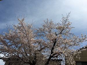 桜